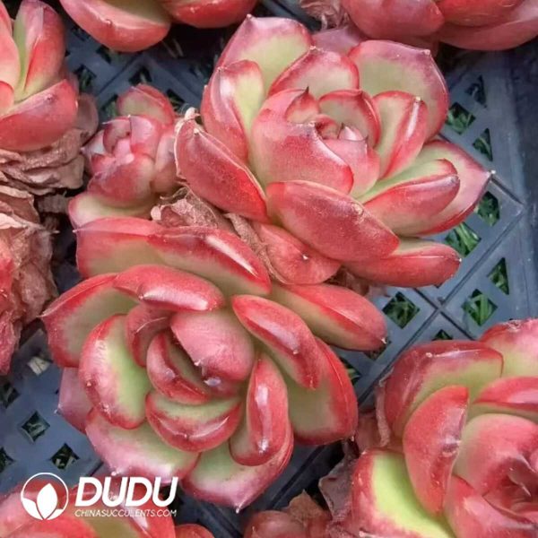 Echeveria Montblanc Double Head - Image 1