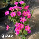 Oxalis corymbosa??1000pcs Medium size??