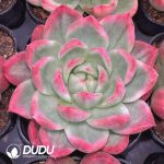 Echeveria Crystal Jenny Maria Vairegated