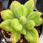 Echeveria Ulivian Stone Variegated