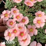 Oxalis triangularis??1000pcs Medium and large sizes??