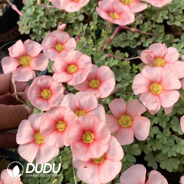 Oxalis triangularis??1000pcs Small size?? - Image 1