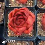 Echeveria Mountain Rose