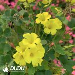 Oxalis corniculata(1000pcs Medium and large sizes)