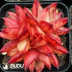 Echeveria Jelly Beans 3-5 Heads Clustering