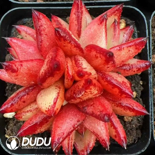 e201-147.jpg Echeveria Jelly Beans 3-5 Heads Clustering - Image 1