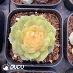 Echeveria Jade Diamond Jenny