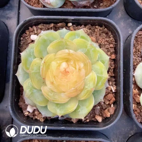 e201-148.jpg Echeveria Jade Diamond Jenny - Image 1