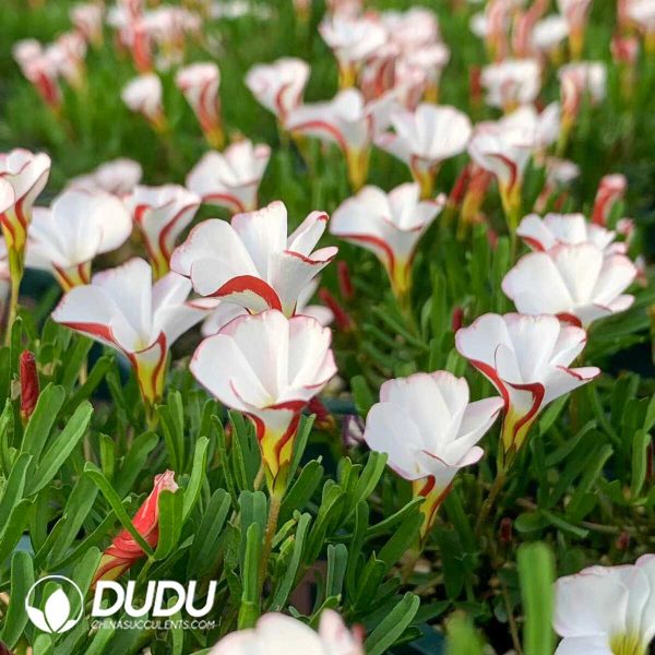 Oxalis versicolor??000pcs Large size?? - Image 1