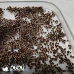 500Pcs Gymnocalycium- Ragonesei Seeds