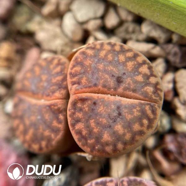 Lithops Bromfieldii var. glaudinae C41 (1000+ pcs) - Image 1