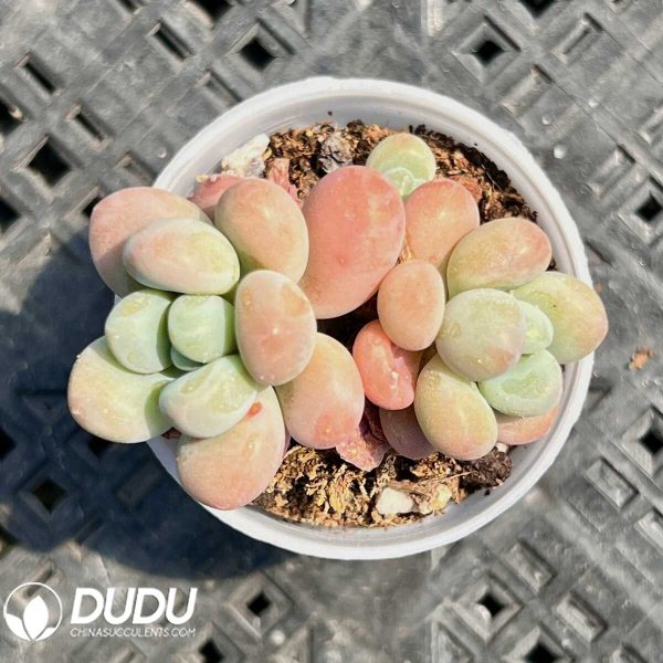 e201-15.jpg Graptopetalum Perfume Miul Double Head - Image 1