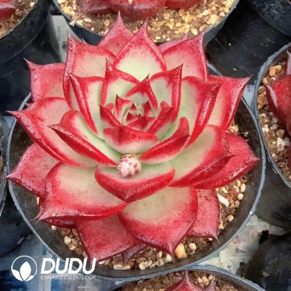 Echeveria Agavoides Ebony Black Juice - Image 1