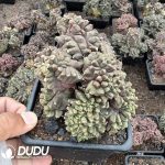 (Grafted)Ariocarpus fissuratus Clustering