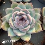 Echeveria Bright Moon