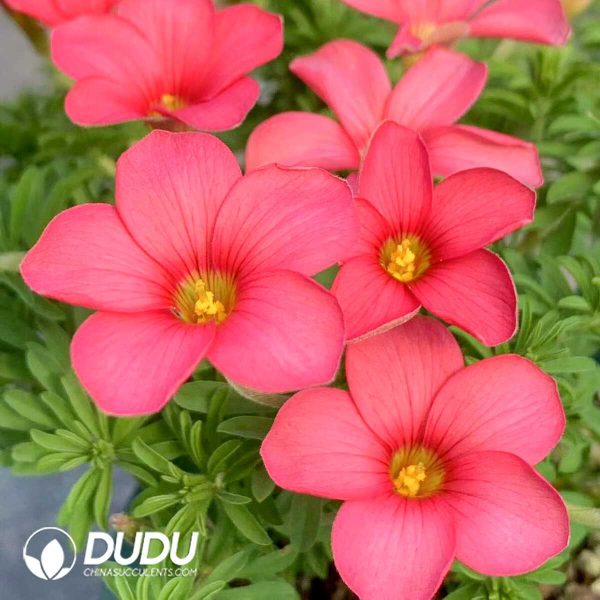 Oxalis x prismatic??1000pcs Large size?? - Image 1