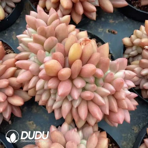 e201-152.jpg Echeveria Peach Blossom Land Cristata - Image 1