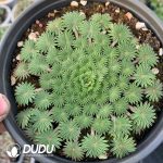 Oxalis palmifrons(1000pcs Small size)