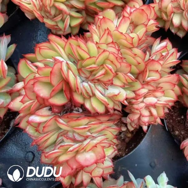 e201-153.jpg Echeveria Peony Pavilion Cristata - Image 1