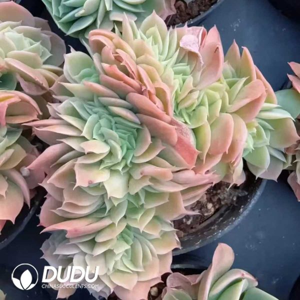 Echeveria Xingnata Cristata - Image 1