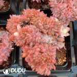 Echeveria Bradburyana Variegated Cristata