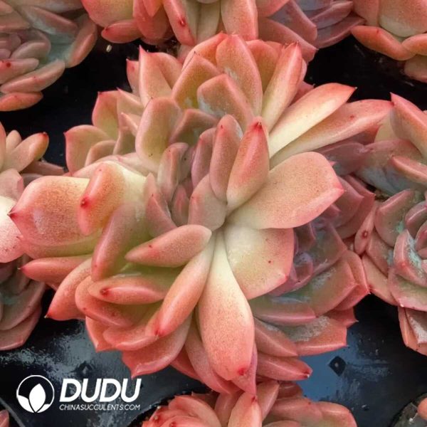 Echeveria Sweet Orange - Image 1