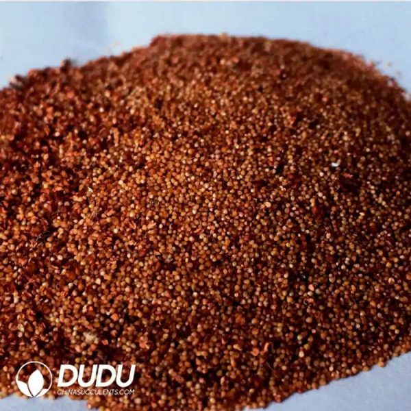 e201-157.jpg 500Pcs Gymnocalycium stenopleurum Seeds - Image 1