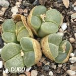 Conophytum Mixed Seeds (3000pcs)