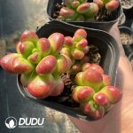 Sedum lucidum Obesum