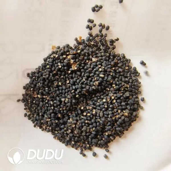 500Pcs Echinocactus Seeds - Image 1