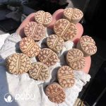 Lithops Bromfieldi v. Mennellii C44 (1000+ pcs)