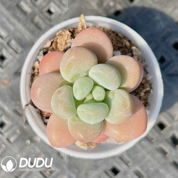 Graptopetalum Perfume Miul - Image 1