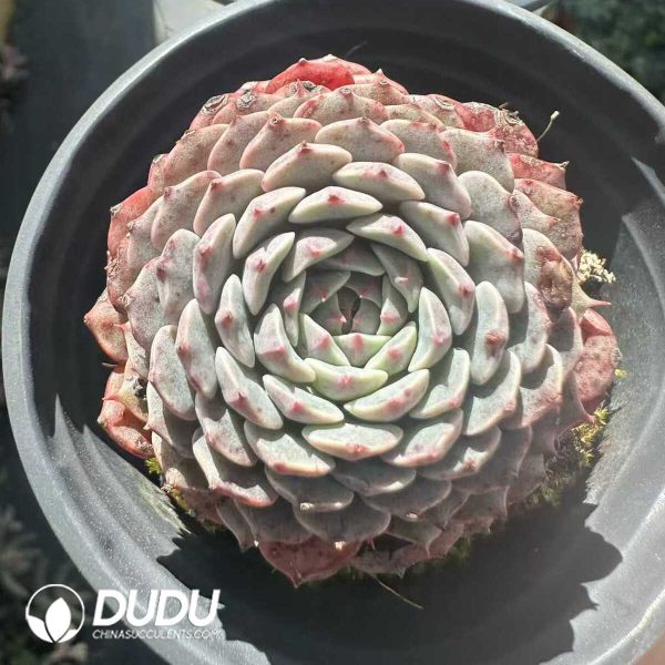 Echeveria Pinwheel - Image 1