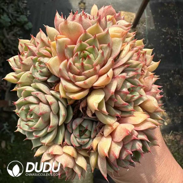 Echeveria Ben Badis Clustering - Image 1