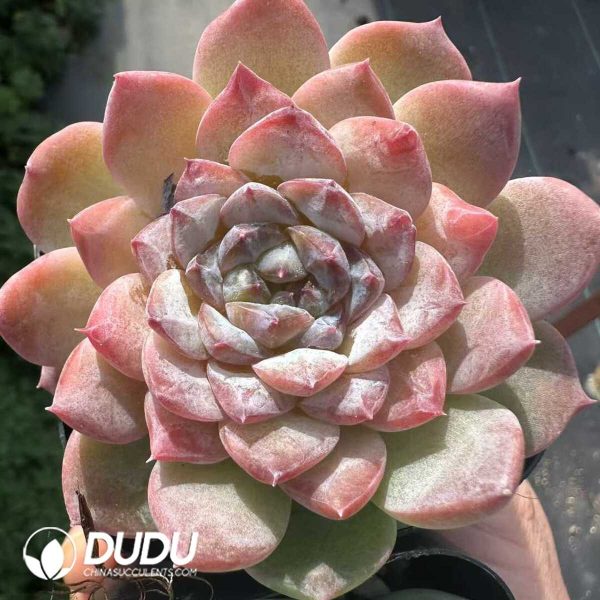 Echeveria Iceice - Image 1