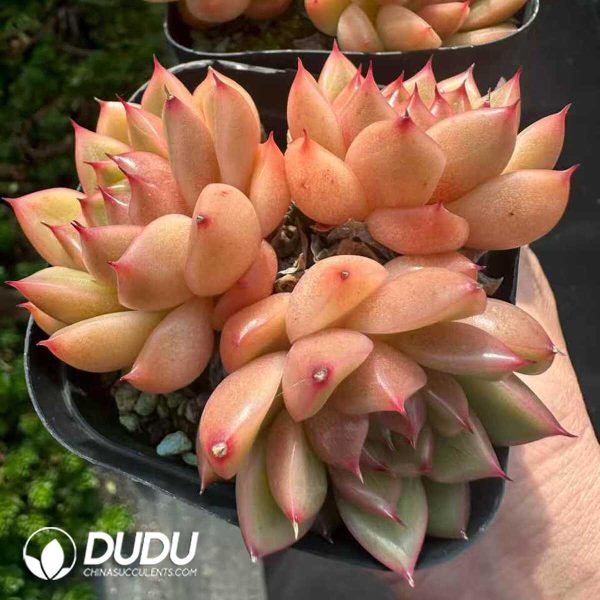 Echeveria Sunny Sky Clustering - Image 1