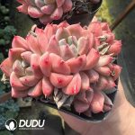 Echeveria Pretty in Pink Clustering