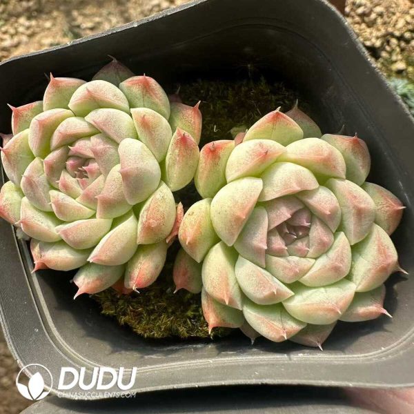 Echeveria Bini Gessei Double - Image 1