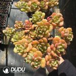 Echeveria Tramuntana Clustering