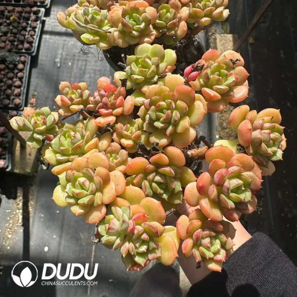 Echeveria Tramuntana Clustering - Image 1