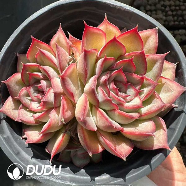 Echeveria Orion Double Head - Image 1