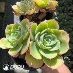 Echeveria Lemon Prince Double Head