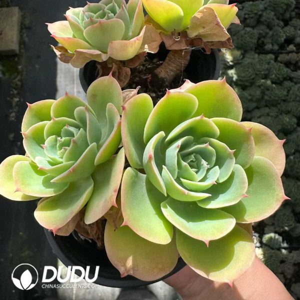 Echeveria Lemon Prince Double Head - Image 1