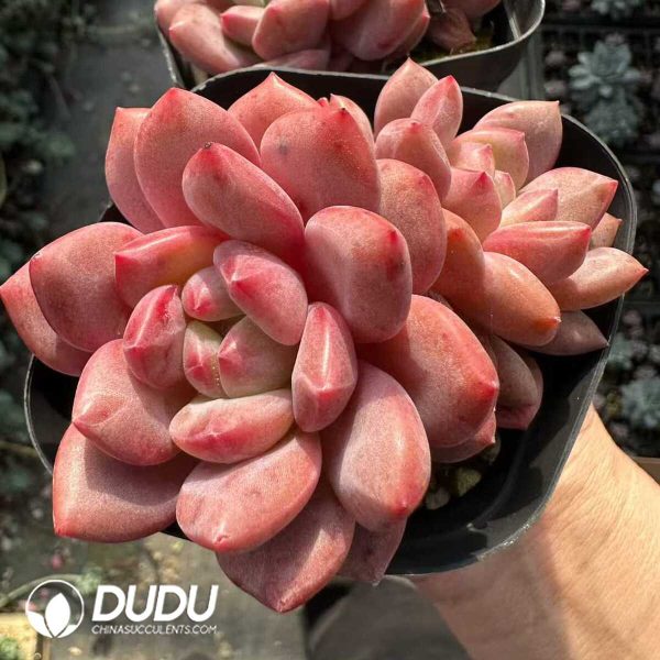 Echeveria Ariel Double Head - Image 1