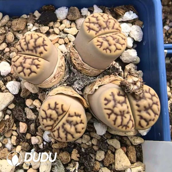 Lithops Bromfieldi v. Mennellii C283 (1000+ pcs) - Image 1