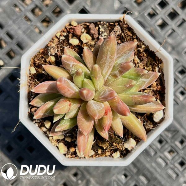 e201-17.jpg Pachyphytum Panettone Clustering - Image 1