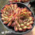Echeveria pulidonis Double Head
