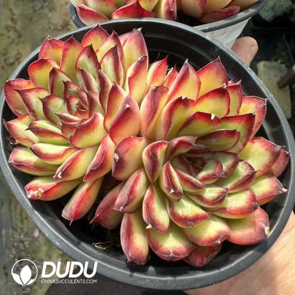 Echeveria pulidonis Double Head - Image 1