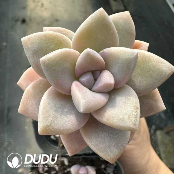 Graptopetalum Awayuki - Image 1