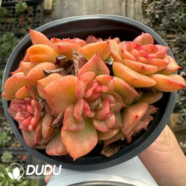 Echeveria Wax Peony Clustering - Image 1